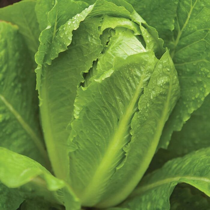 Lettuce - Cos