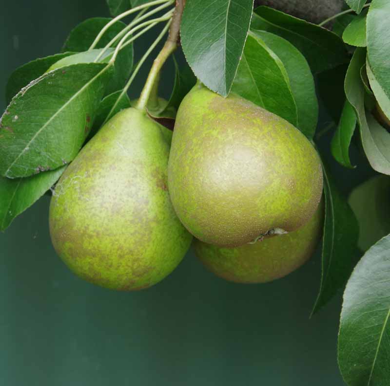Pears - Winter Cole