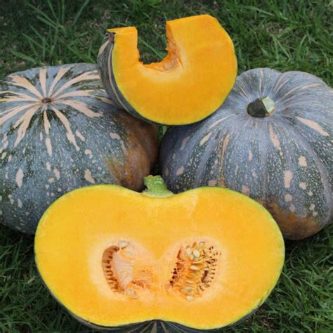 Pumpkin - Jap/Kent pumpkin in grass - more 'farm' feel. 474x474 - LOW RES.
