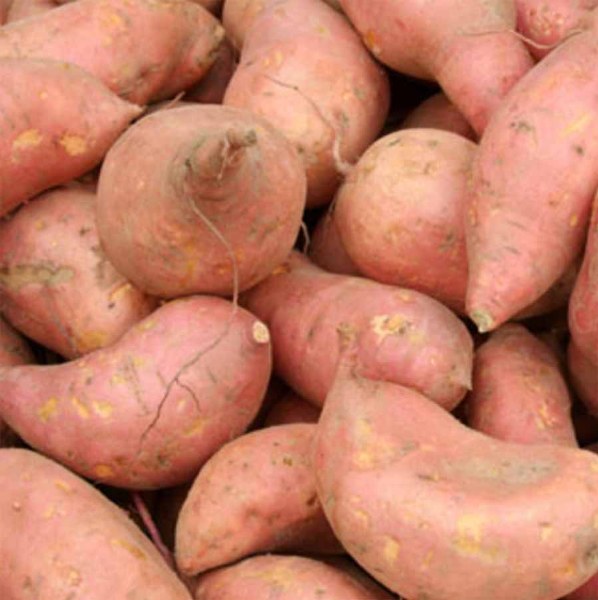 Sweet Potato - Gold
