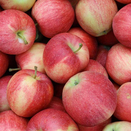 Apples - Royal Gala 