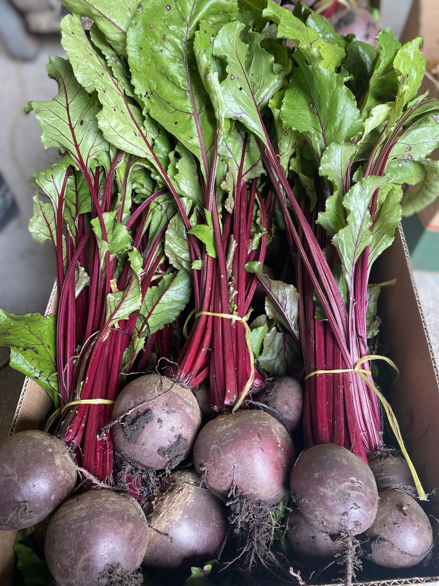 Beetroot - Bunch 