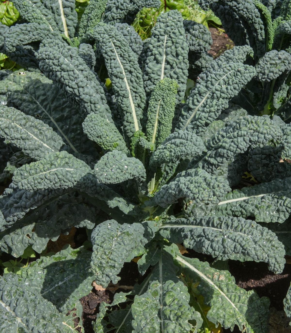 Kale - Cavolo Nero / Tuscan kale in field. Variant of kale - mark as alt/variant photo