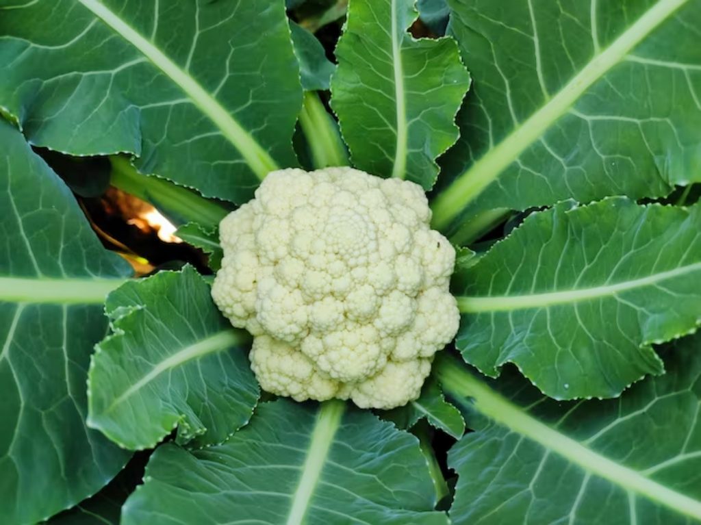 Cauliflower 