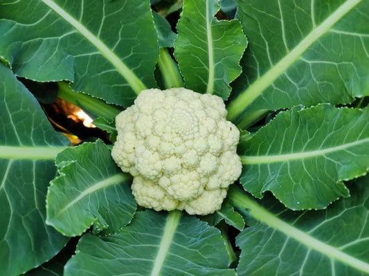 Cauliflower 
