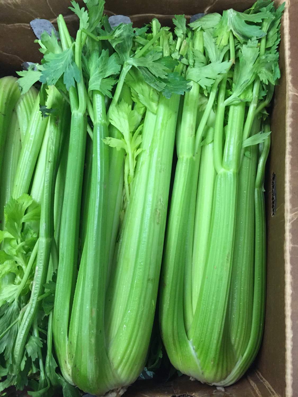 Celery 