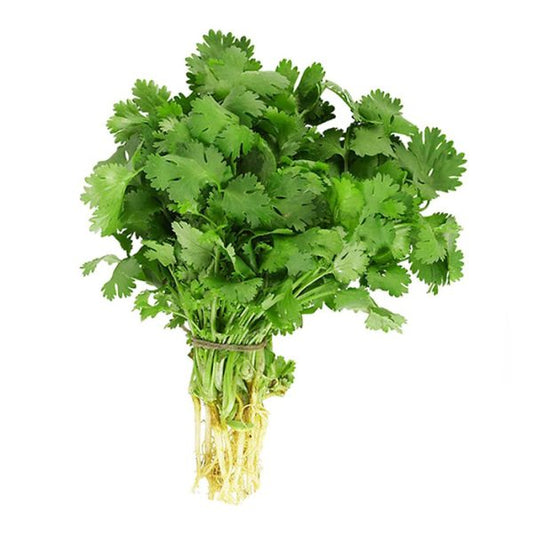 Coriander 