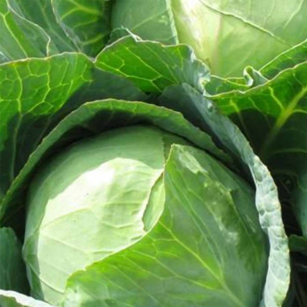 Cabbage - Green 