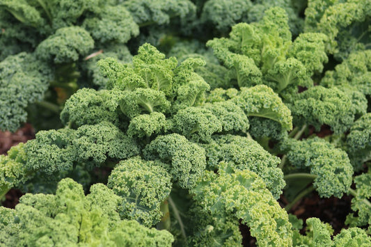 Kale 