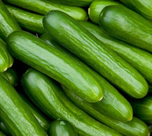 Cucumber - Lebanese 