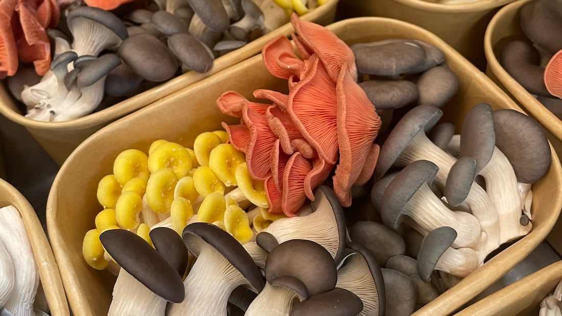 Mushrooms - Gourmet Kai Kai 