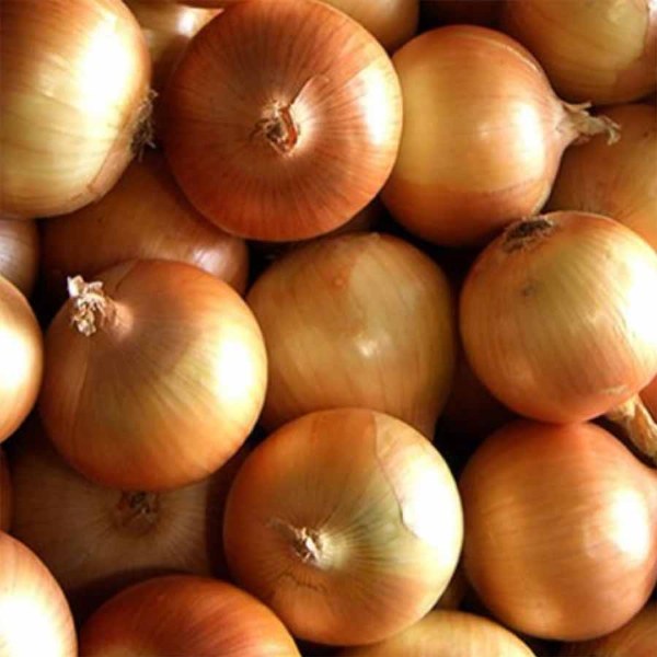 Onions - Brown/yellow onions close-up. 600x600 - borderline LOW RES.