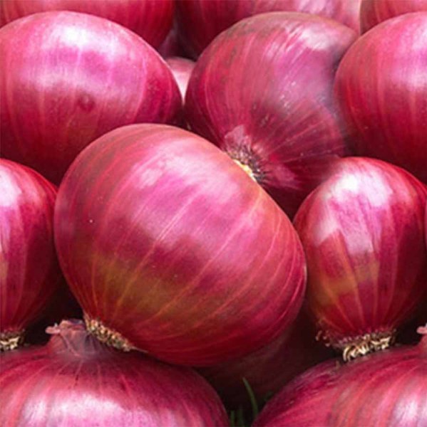 Onions - Red onions close-up. 599x600.