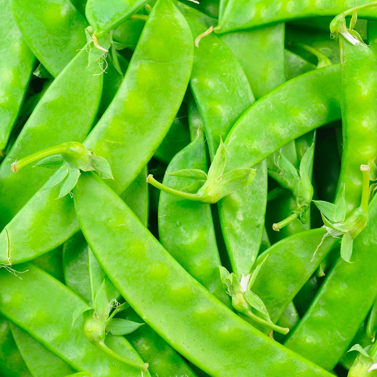 Peas - Snow 