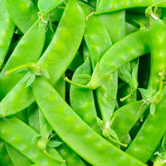 Peas - Snow 