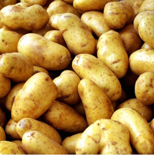 Potatoes - Dutch Cream