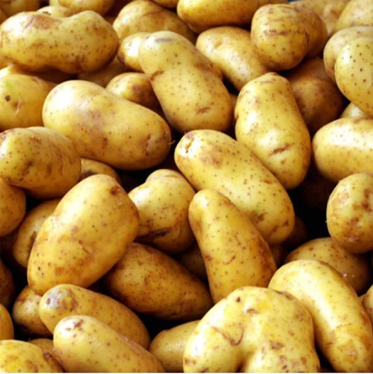 Potatoes - Dutch Cream