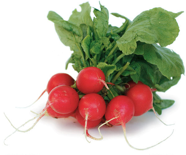 Radish 