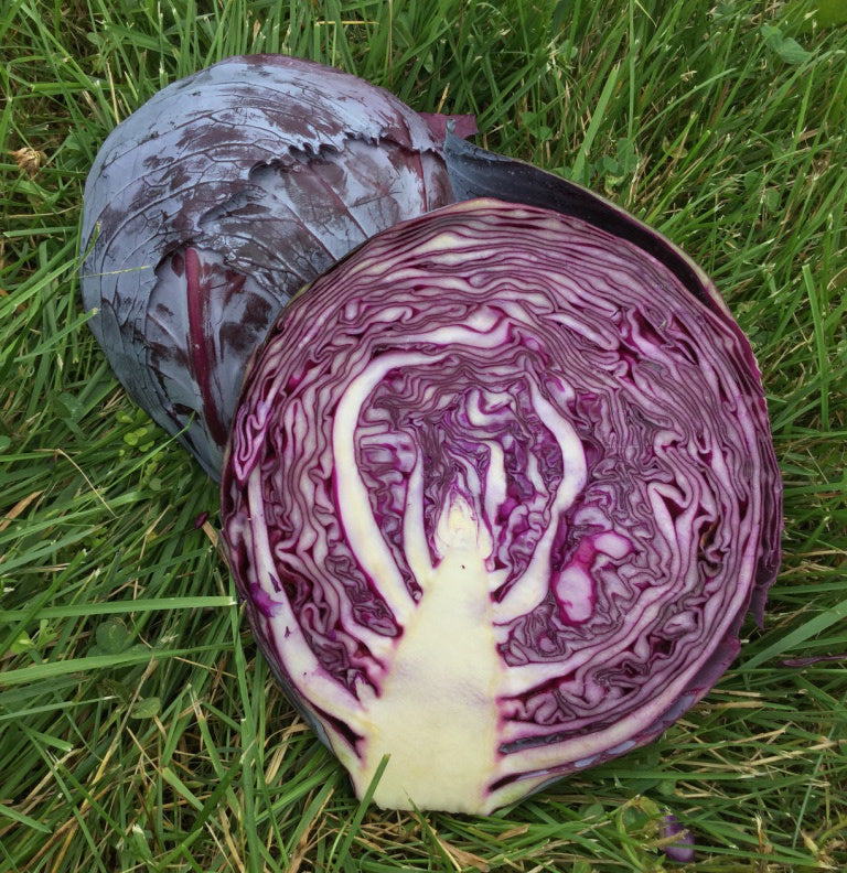Cabbage - Red 