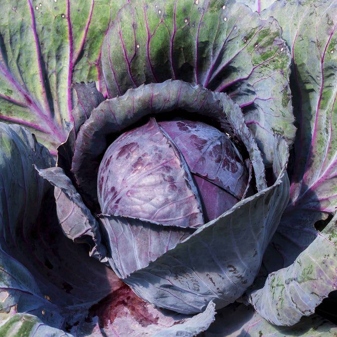 Cabbage - Red 