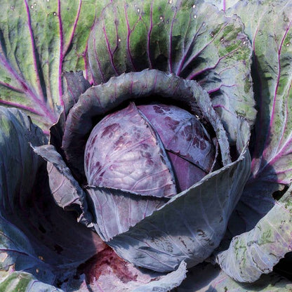 Cabbage - Red 