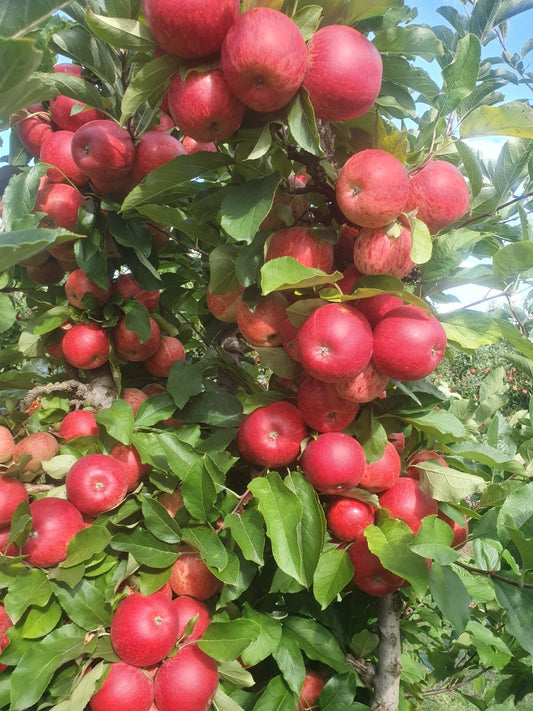 Apples - Red Delicious 