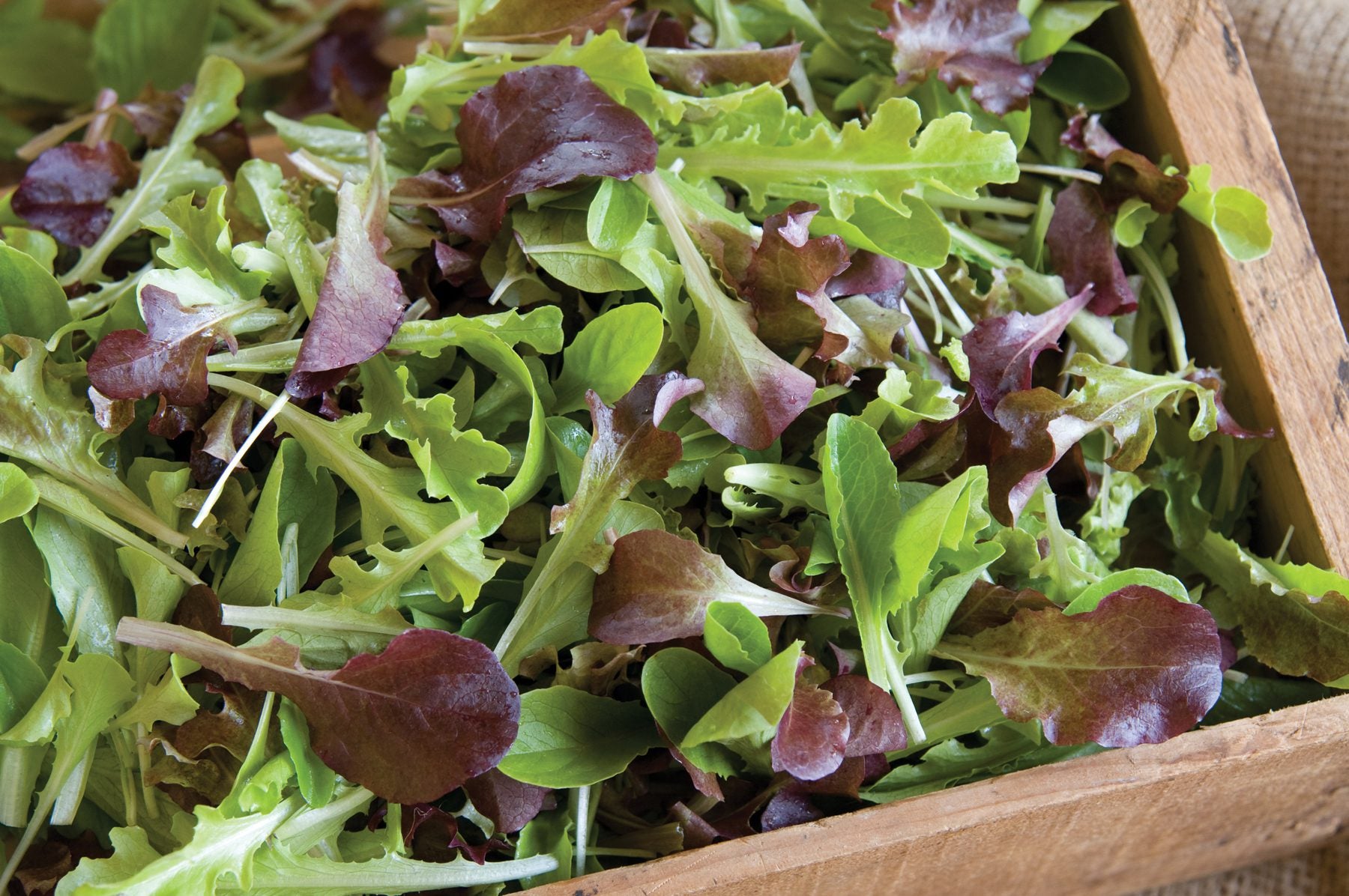 Lettuce - Salad mix - 100gm 