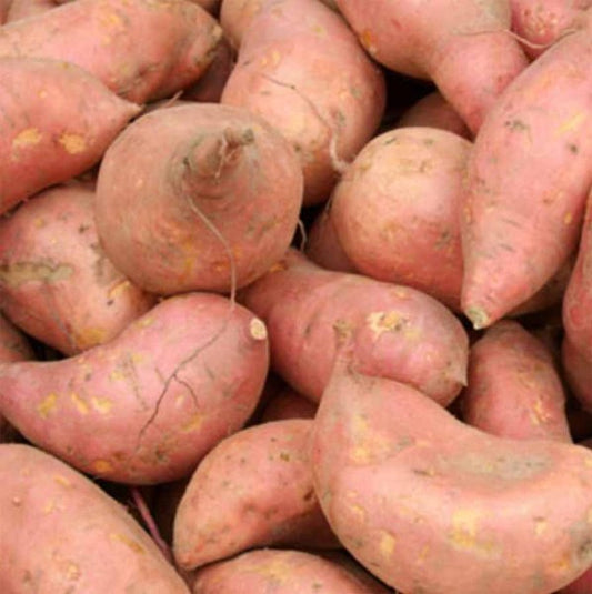 Sweet Potato - Gold
