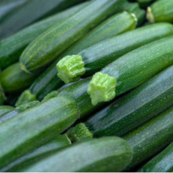 Zucchini 